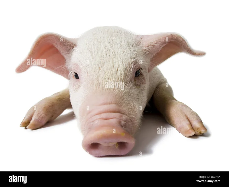 UPS Stock Plunges: Is It a Buy or Just Another Trap?